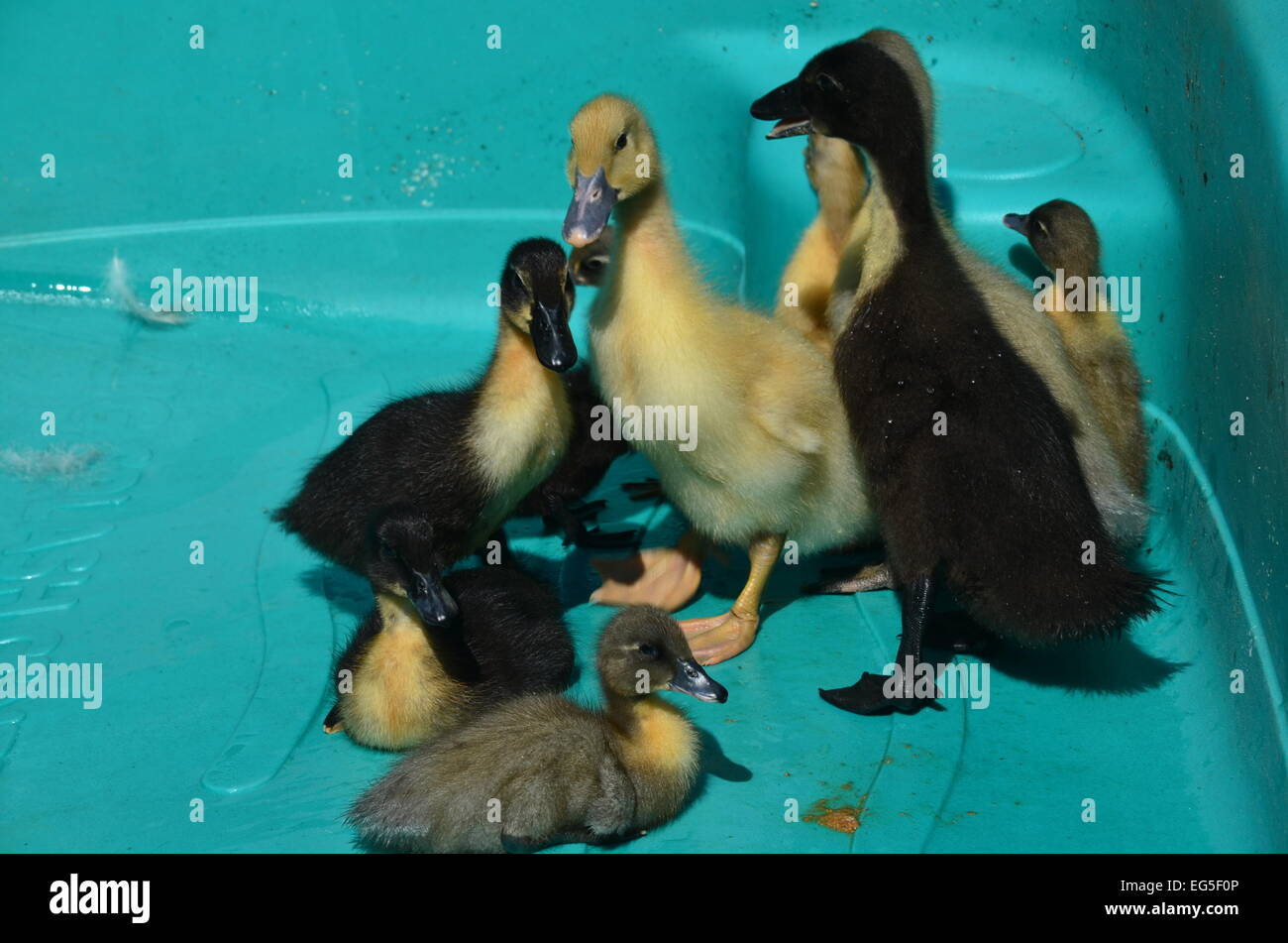 Baby-Gänse und Enten Stockfoto