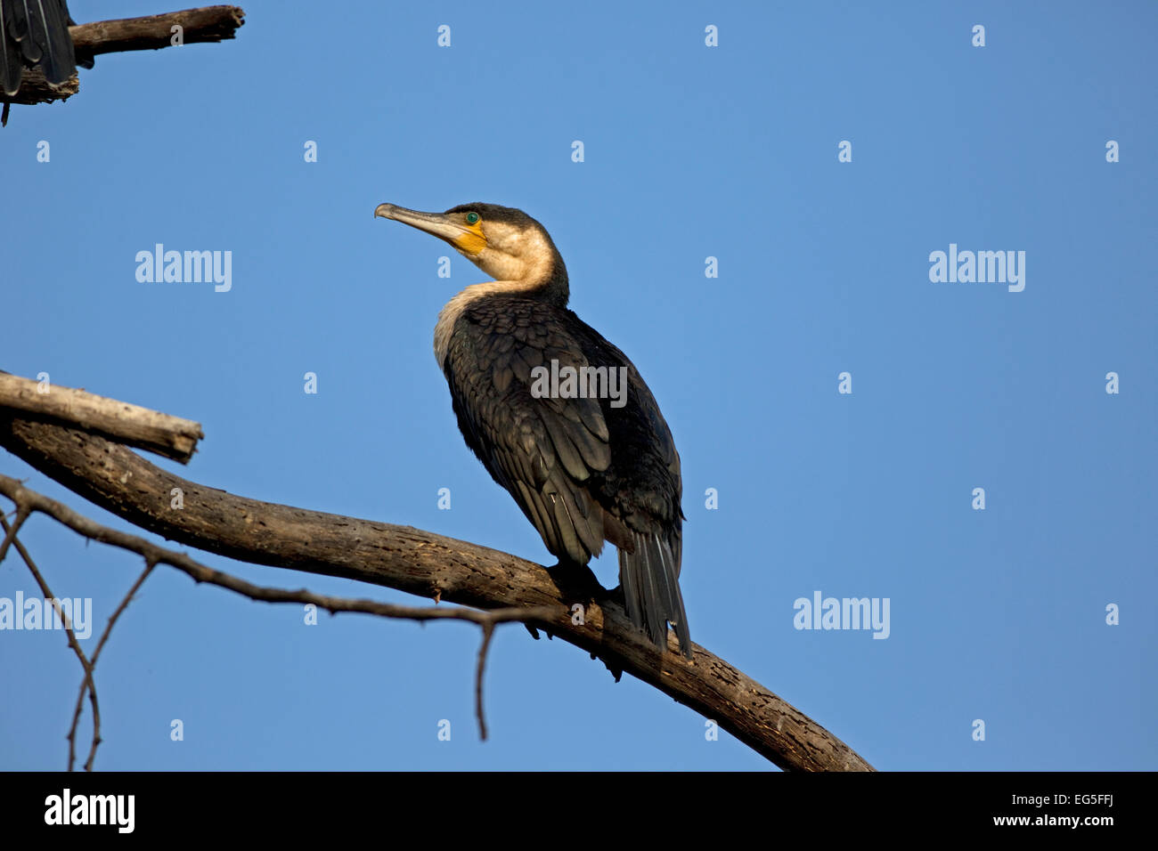 Großer Kormoran Zweig toter Baum Lake Naivasha, Kenia Stockfoto