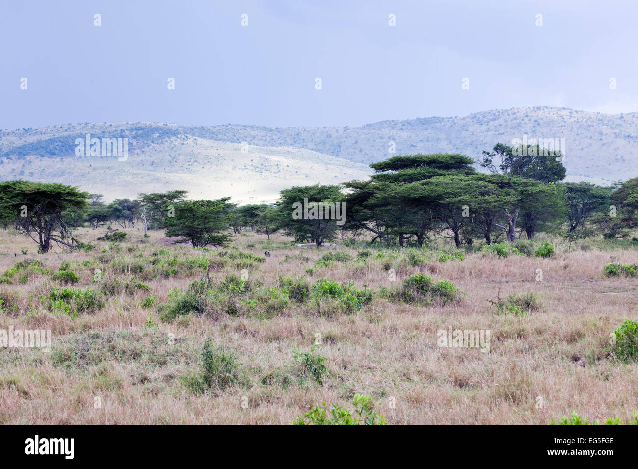 Schlichte Savannenlandschaft in Afrika, Serengeti, Tansania. Stockfoto