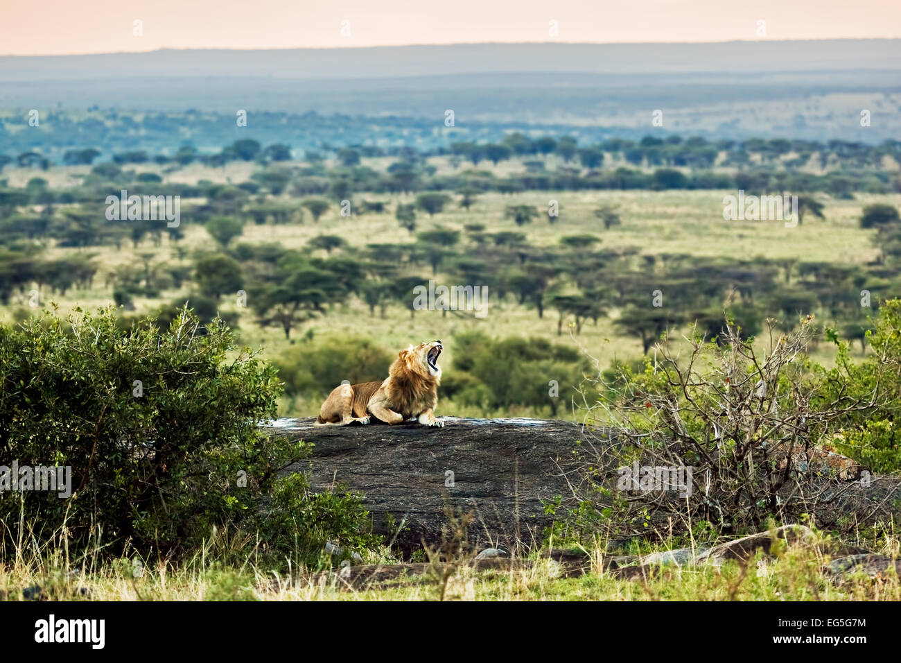 Löwe liegend auf den Felsen und brüllt auf Savanne bei Sonnenuntergang. Safari in der Serengeti, Tansania, Afrika Stockfoto
