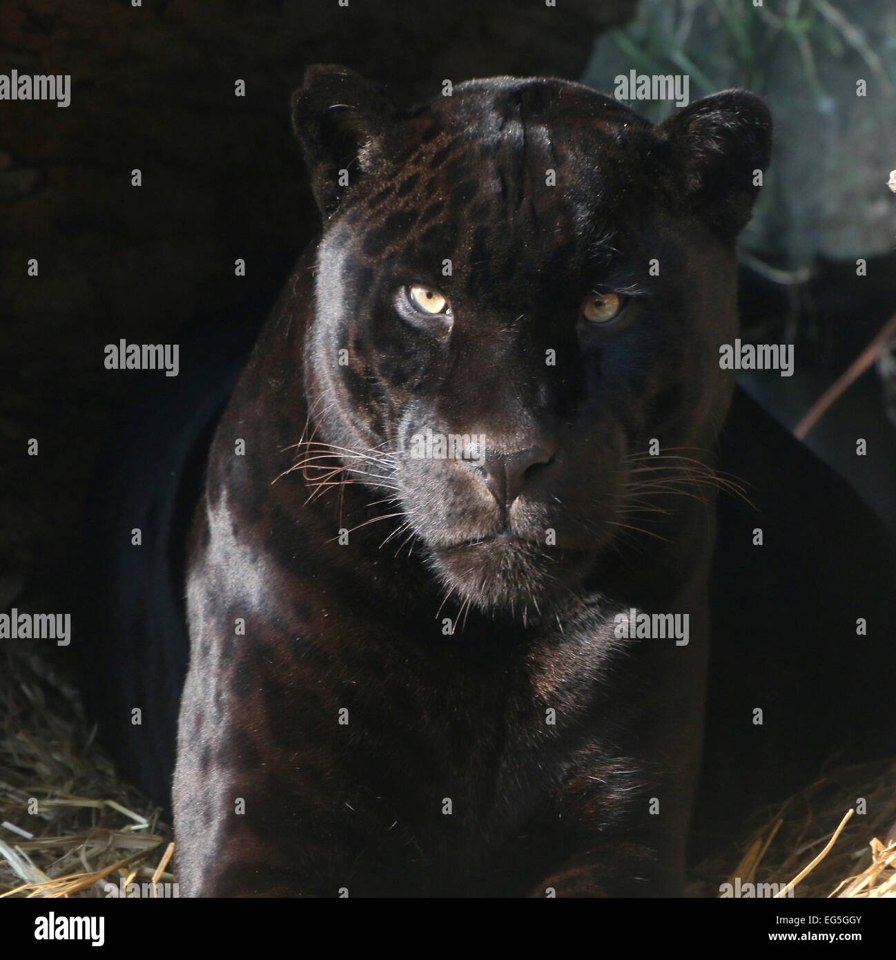 South American Black Jaguar (Panthera Onca), Nahaufnahme des Kopfes, gerichtete Kamera Stockfoto