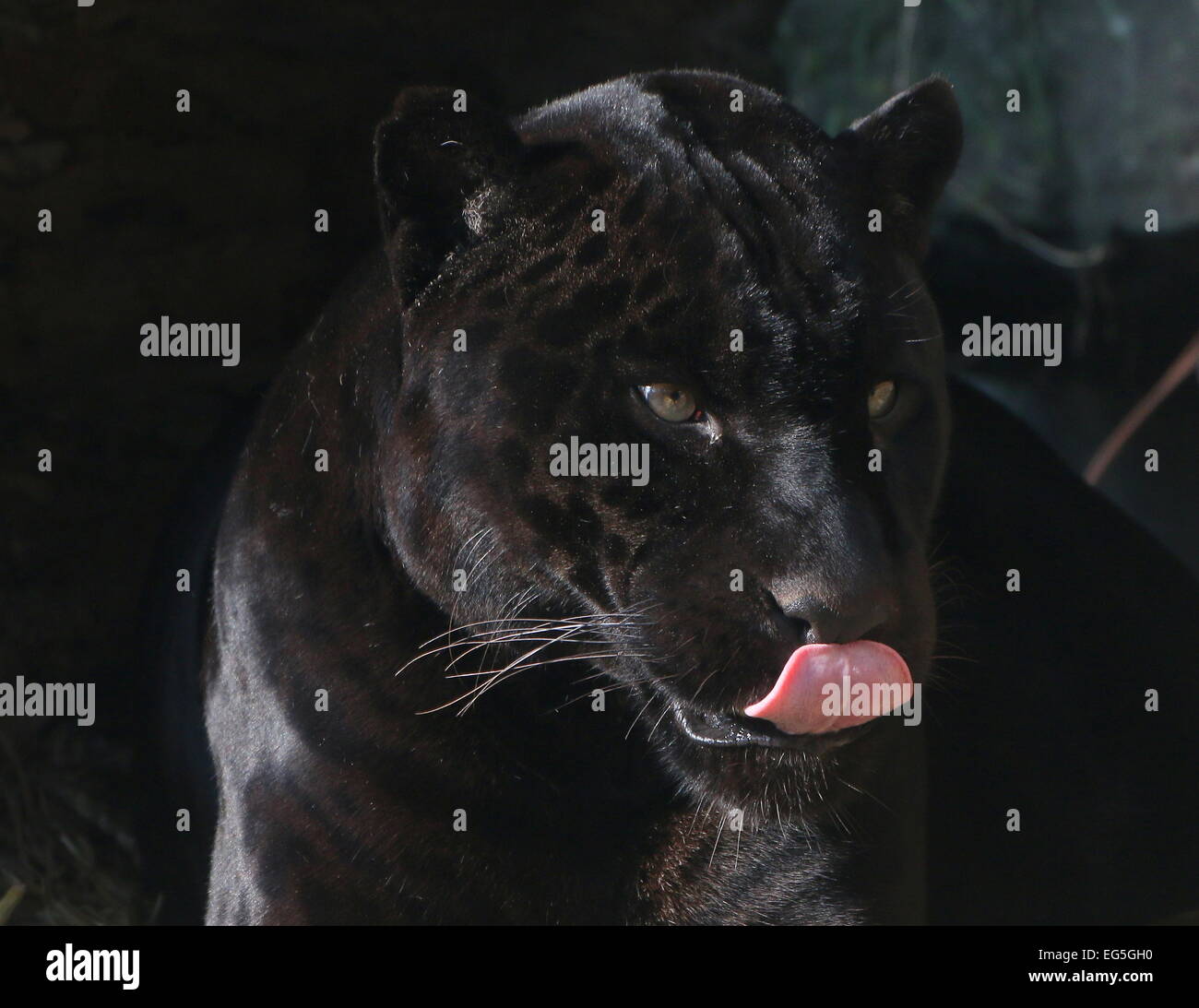 Furchterregende männlichen schwarzen Jaguar (Panthera Onca) leckte sich die Lippen Stockfoto