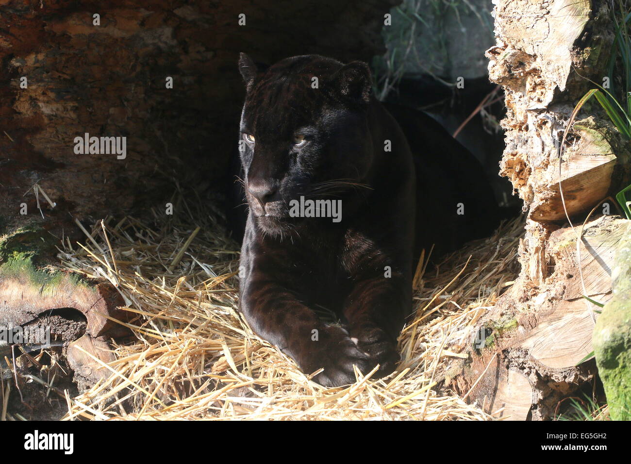South American Black Jaguar (Panthera Onca), ein Mann namens Mogli, ruht in seiner Höhle im Zoo Emmen, Niederlande Stockfoto