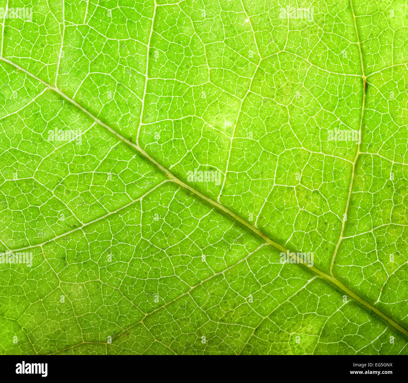 Grünes Blatt Nahaufnahme Hintergrund. Natürliche Struktur der Venen, hohe Auflösung. Stockfoto