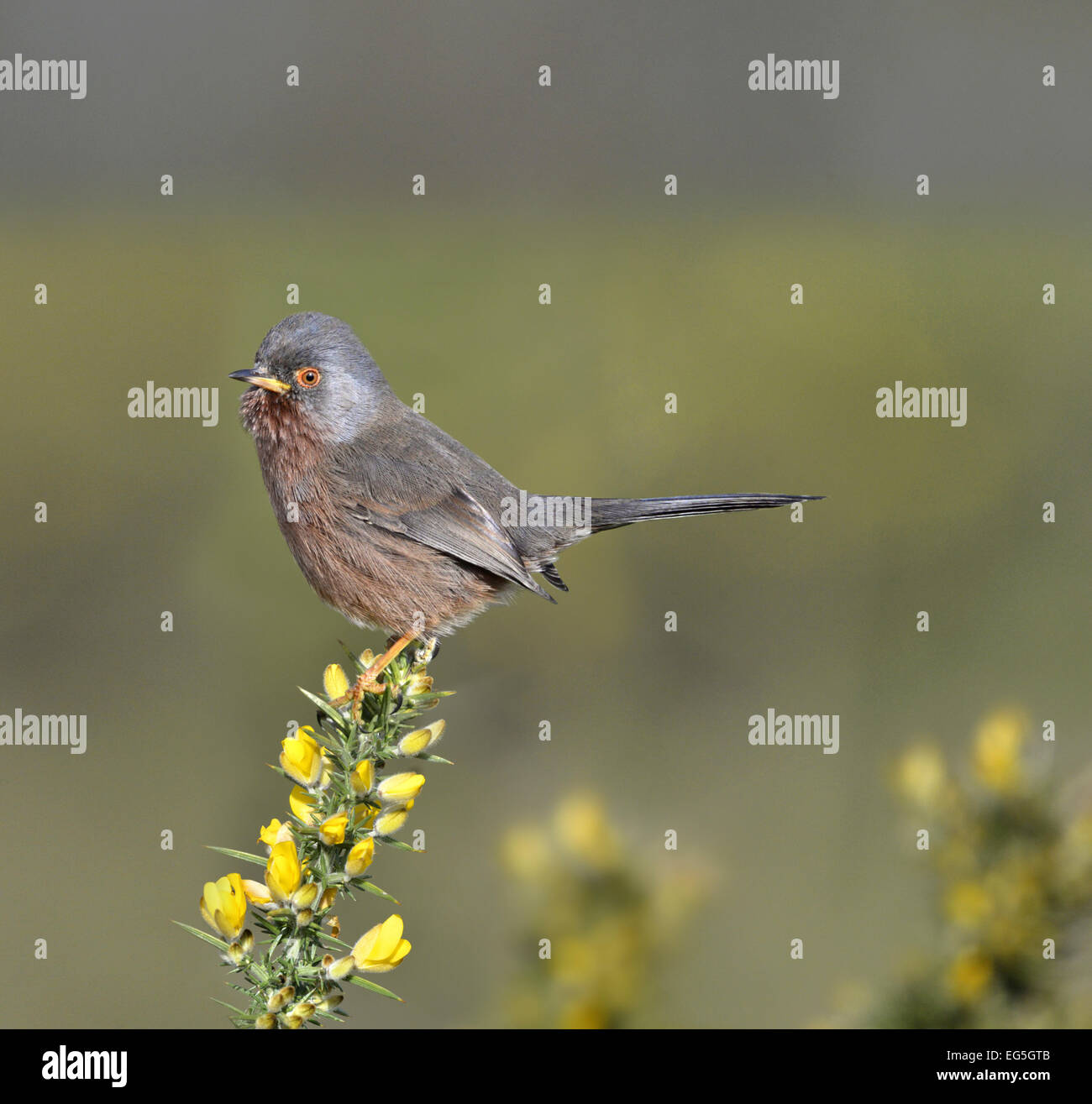 Dartford Warbler - Sylvia undata Stockfoto