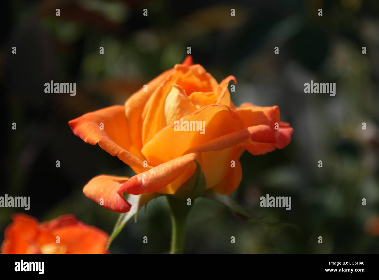 Orange bulgarische Rose Kopf in Blüte (Rosa). Stockfoto