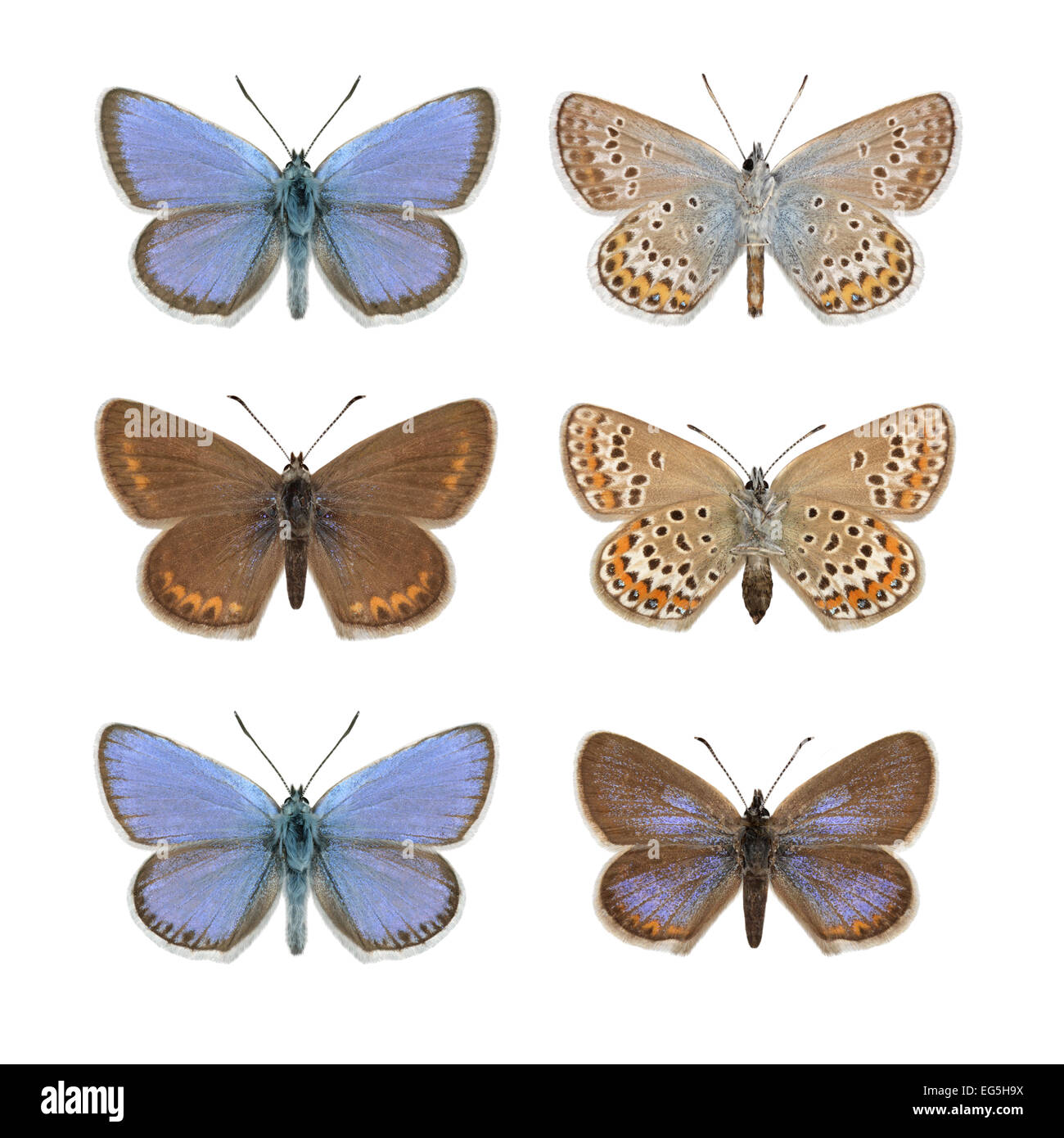 Silber besetzte blau - Plebejus Argus - (obere Zeile) männlich - weiblich (mittlere Reihe) - N Wales SSP. Caernensis (untere Zeile) Stockfoto