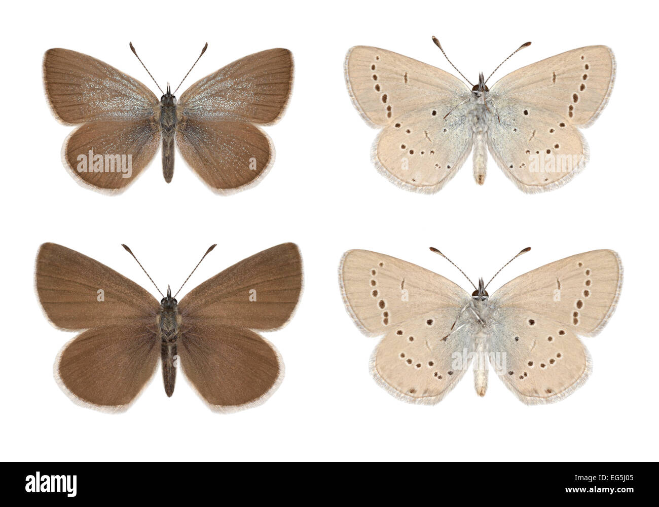 Kleine blau - Cupido Zip - männlich (obere Reihe) - weiblich (untere Zeile) Stockfoto