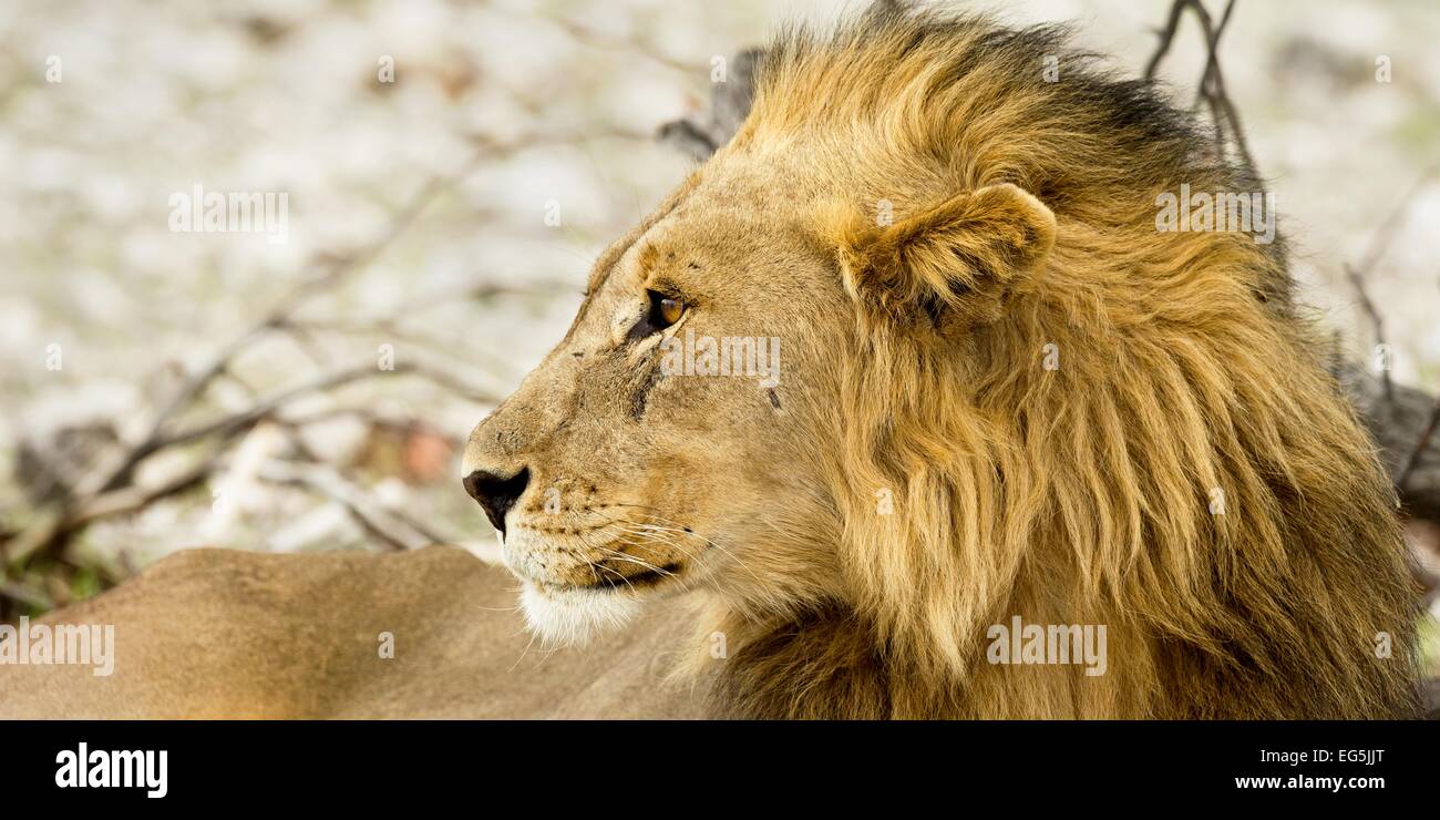 Ein wild männlicher Löwe sieht auf die Seite und zeigt sein Profil in der Etosha-Region von Namibia, Afrika. Stockfoto