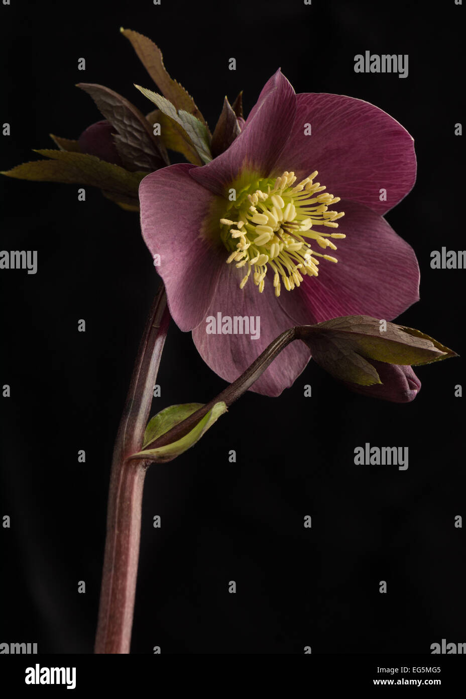 Lila Helleborus X hybridus auf schwarzem Hintergrund Stockfoto