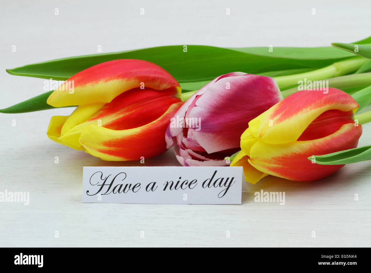 Ein schöner Tag Karte mit drei bunte Tulpen Stockfoto