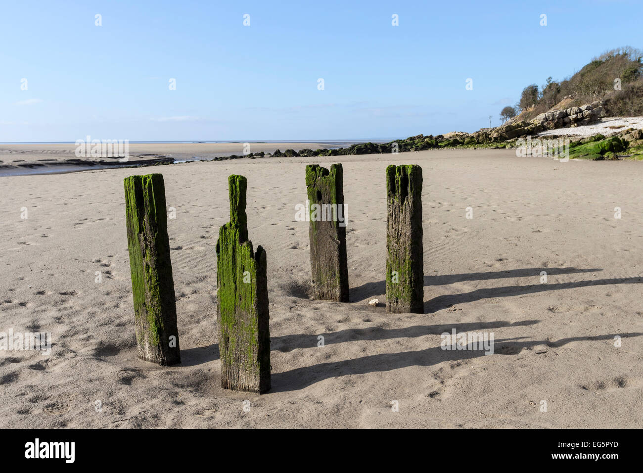 Ausgesetzten Hölzer in der Morecambe Bay Nature Reserve, gesehen von Jenny Browns Point, Silverdale Lancashire UK Stockfoto