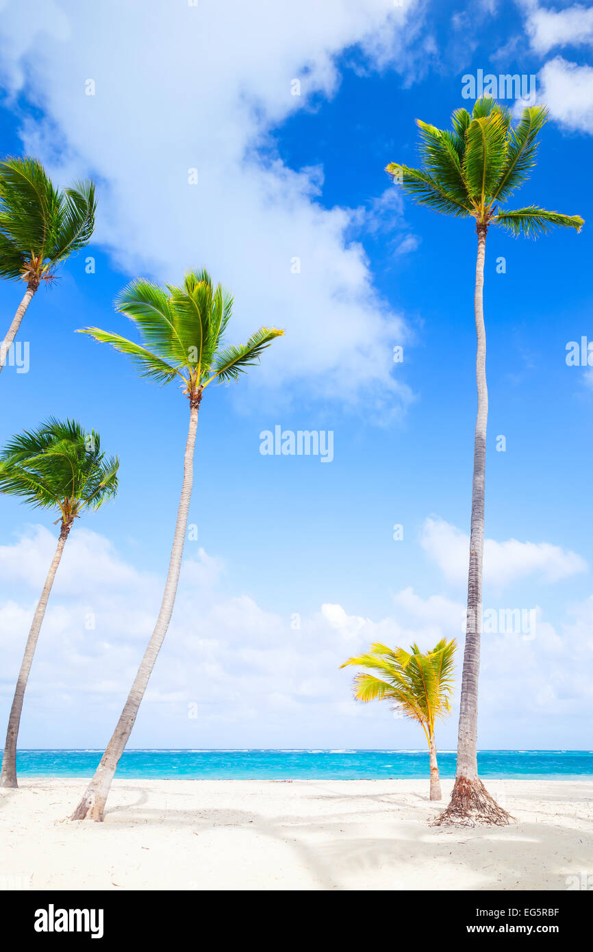 Palmen wachsen auf sandigen Strand. Küste des Atlantischen Ozeans, Dominikanische Republik Stockfoto