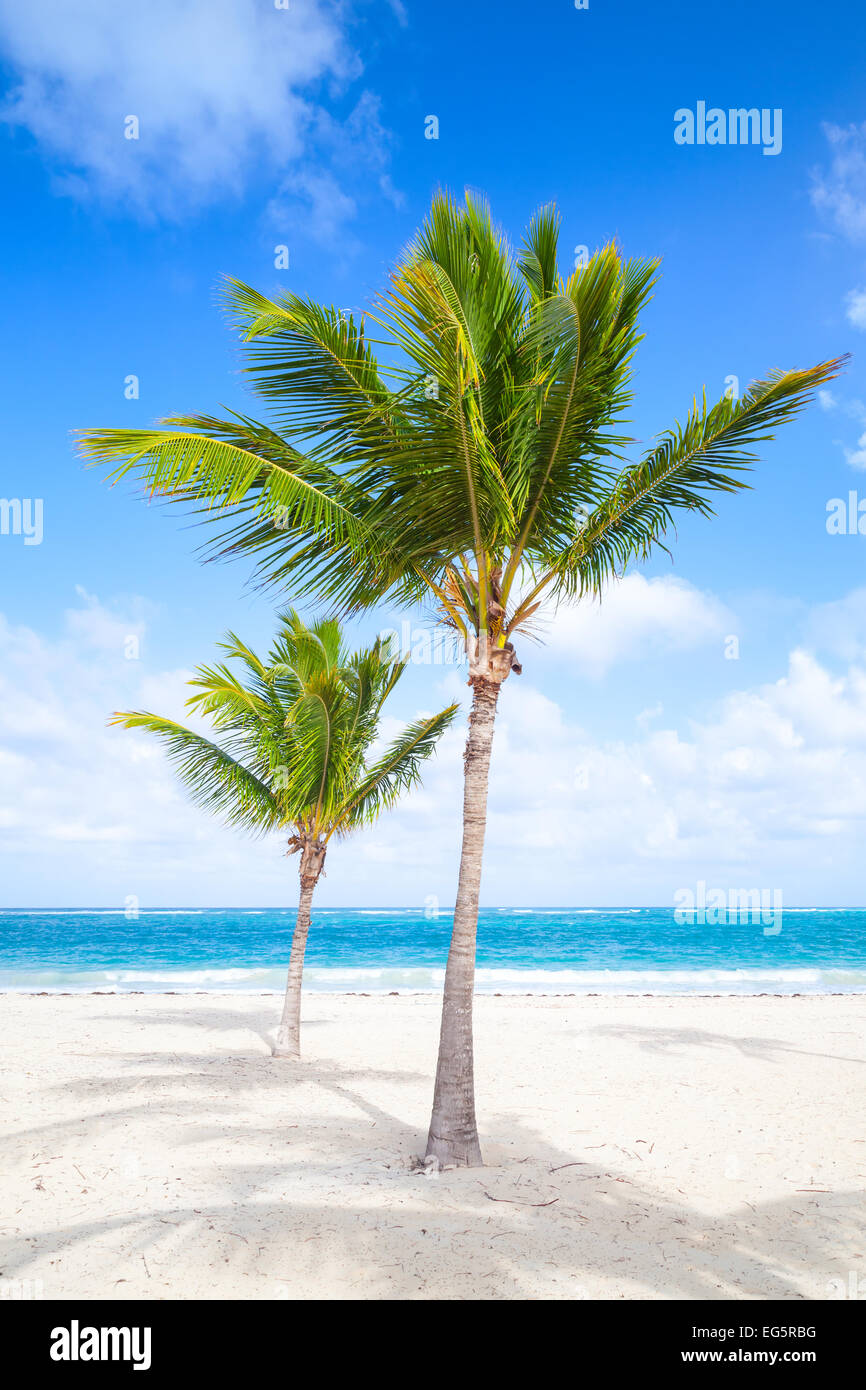 Zwei Palmen wachsen auf leeren Sandstrand. Küste des Atlantischen Ozeans, Dominikanische Republik Stockfoto
