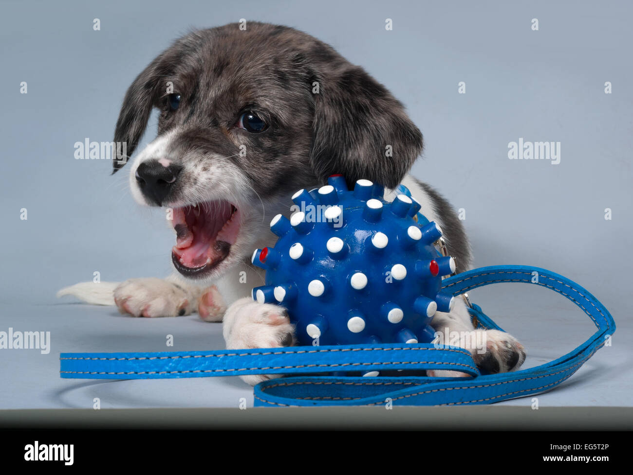 Welpen-Spiel mit einem blauen Punkt und Leine grauen Hintergrund horizontale Stockfoto