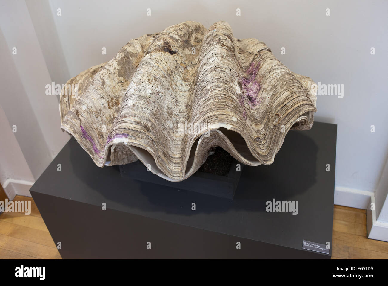Riesigen Slam (Tridacna Gigas) im Natural History Museum Rotterdam in Holland, Niederlande. Stockfoto