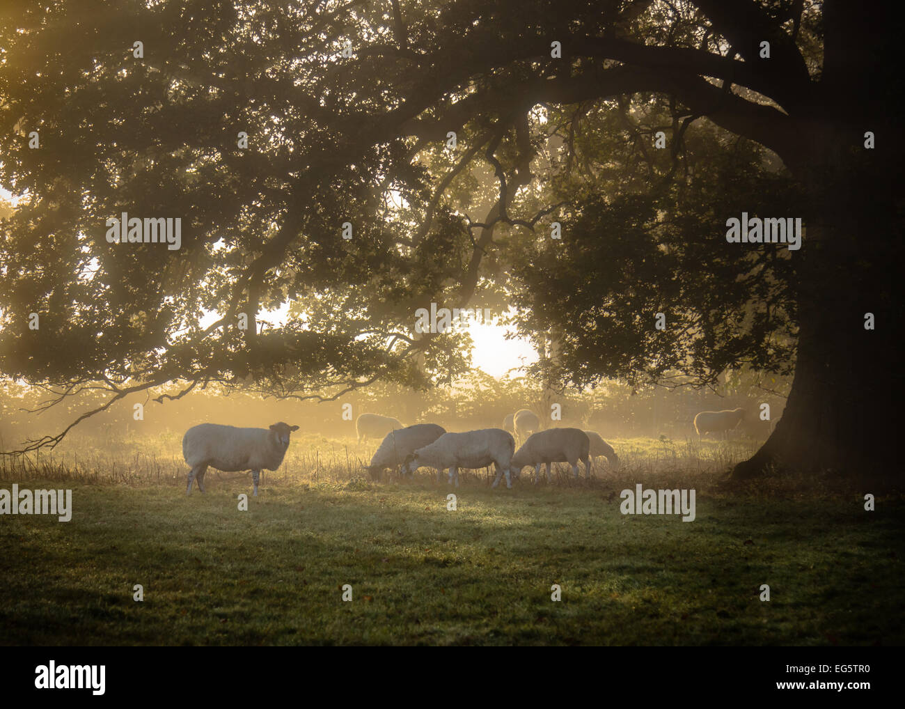 Unter dem Baum - Herbst am frühen Morgen Weiden sieht eine kleine Herde Schafe grasen im Morgennebel, Stockfoto