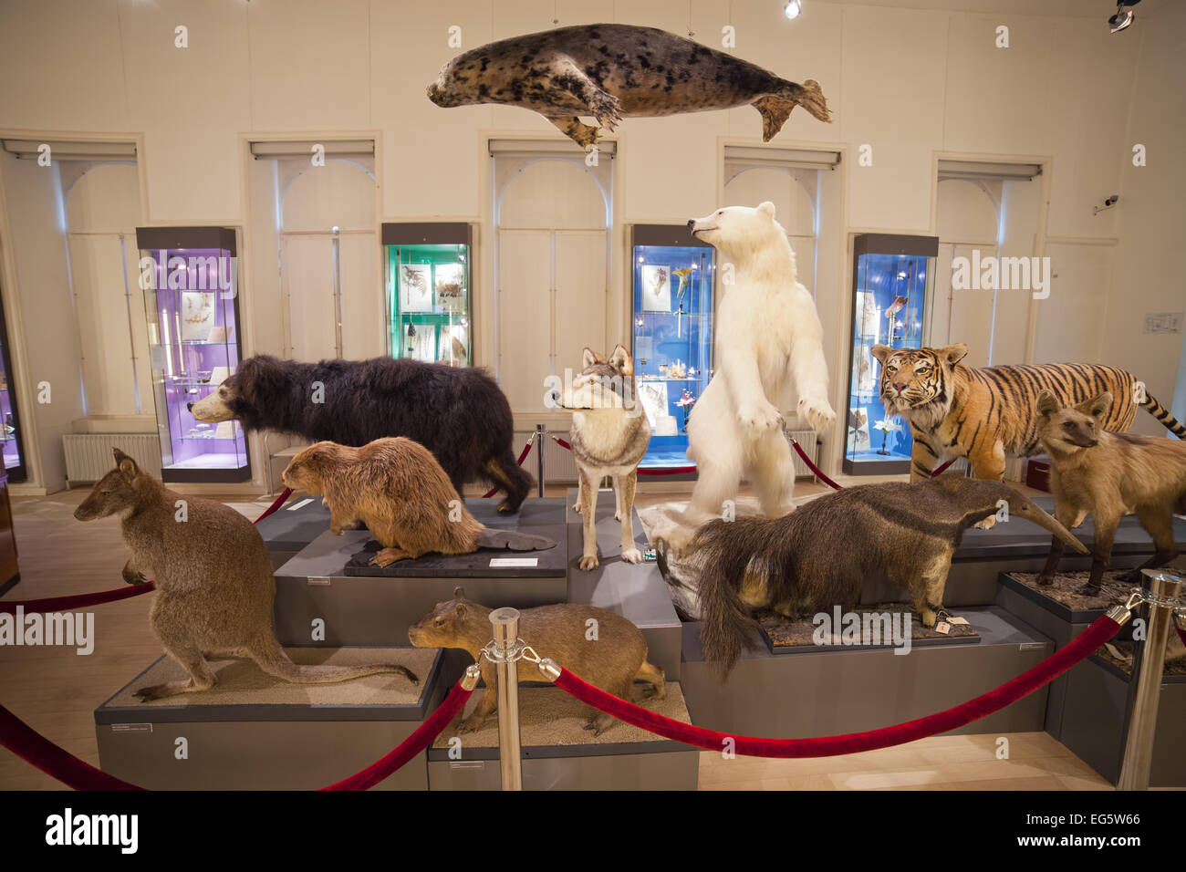 Biodiversität-Ausstellung im Naturhistorischen Museum Rotterdam in Holland, Niederlande. Stockfoto