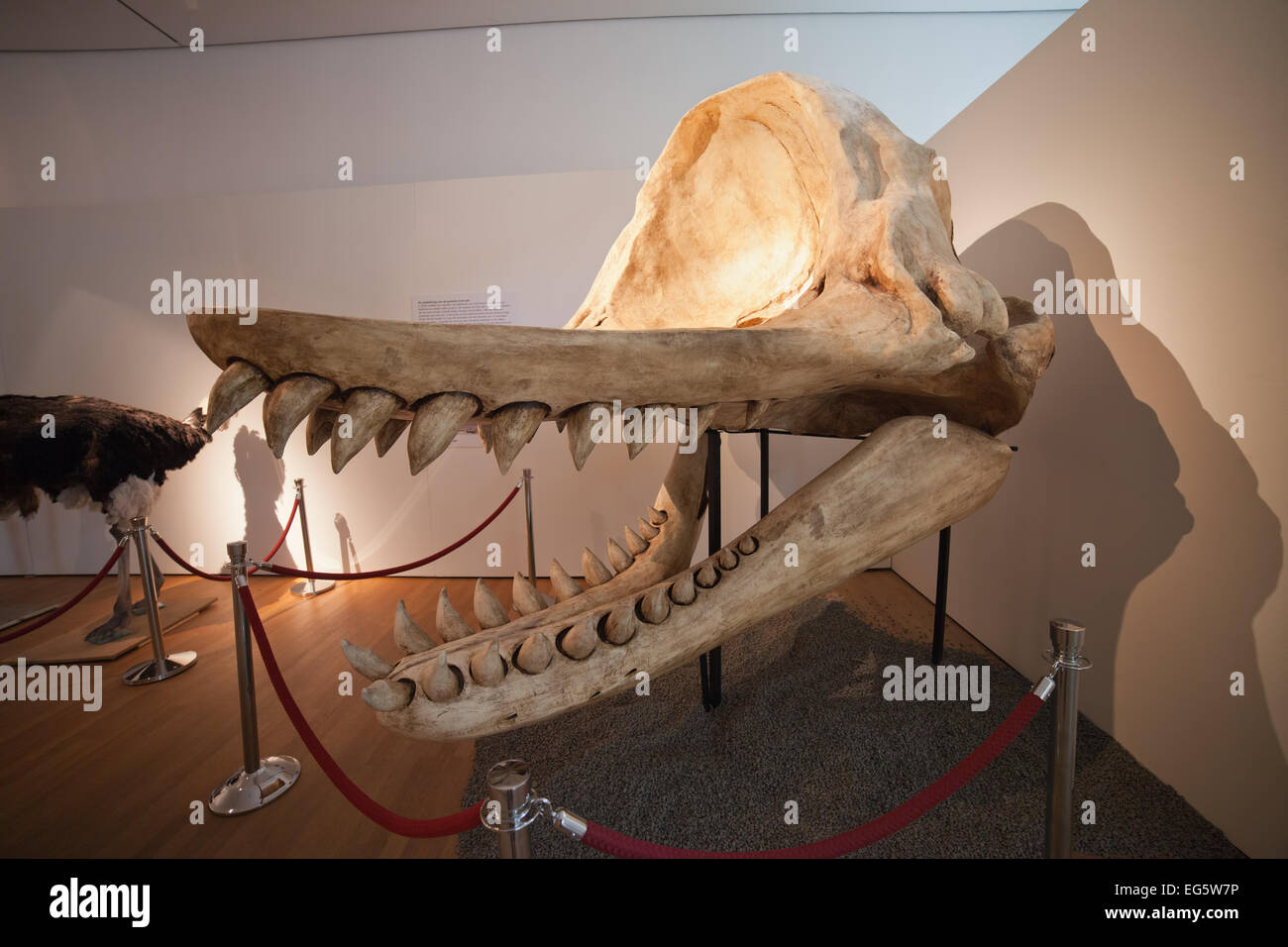 Livyatan Melvillei gigantische Physeteroid Schädel Rekonstruktion im Natural History Museum Rotterdam in Holland, Niederlande. Stockfoto