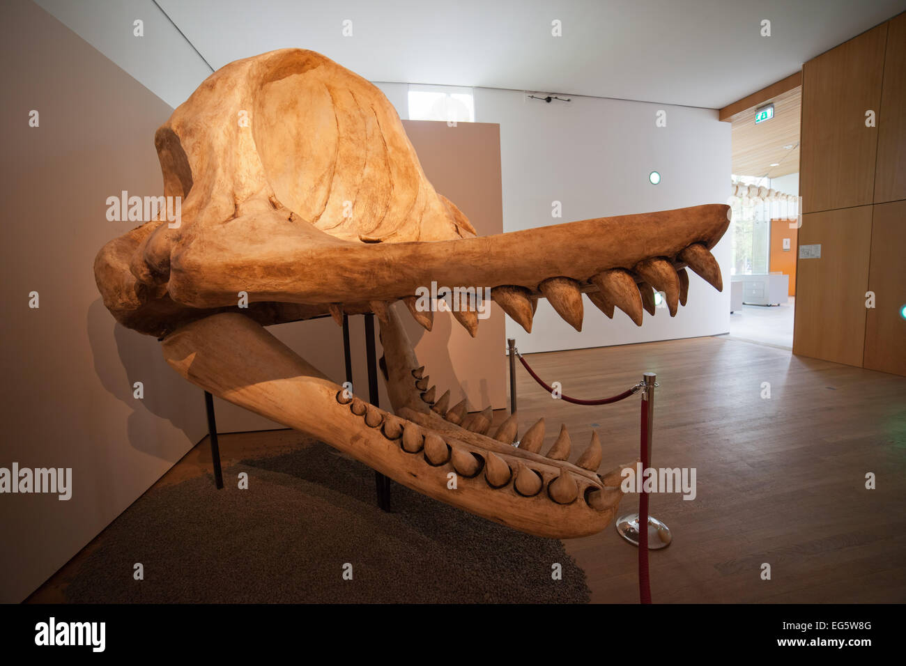 Livyatan Melvillei gigantische Physeteroid Schädel Rekonstruktion im Natural History Museum Rotterdam in Holland, Niederlande. Stockfoto