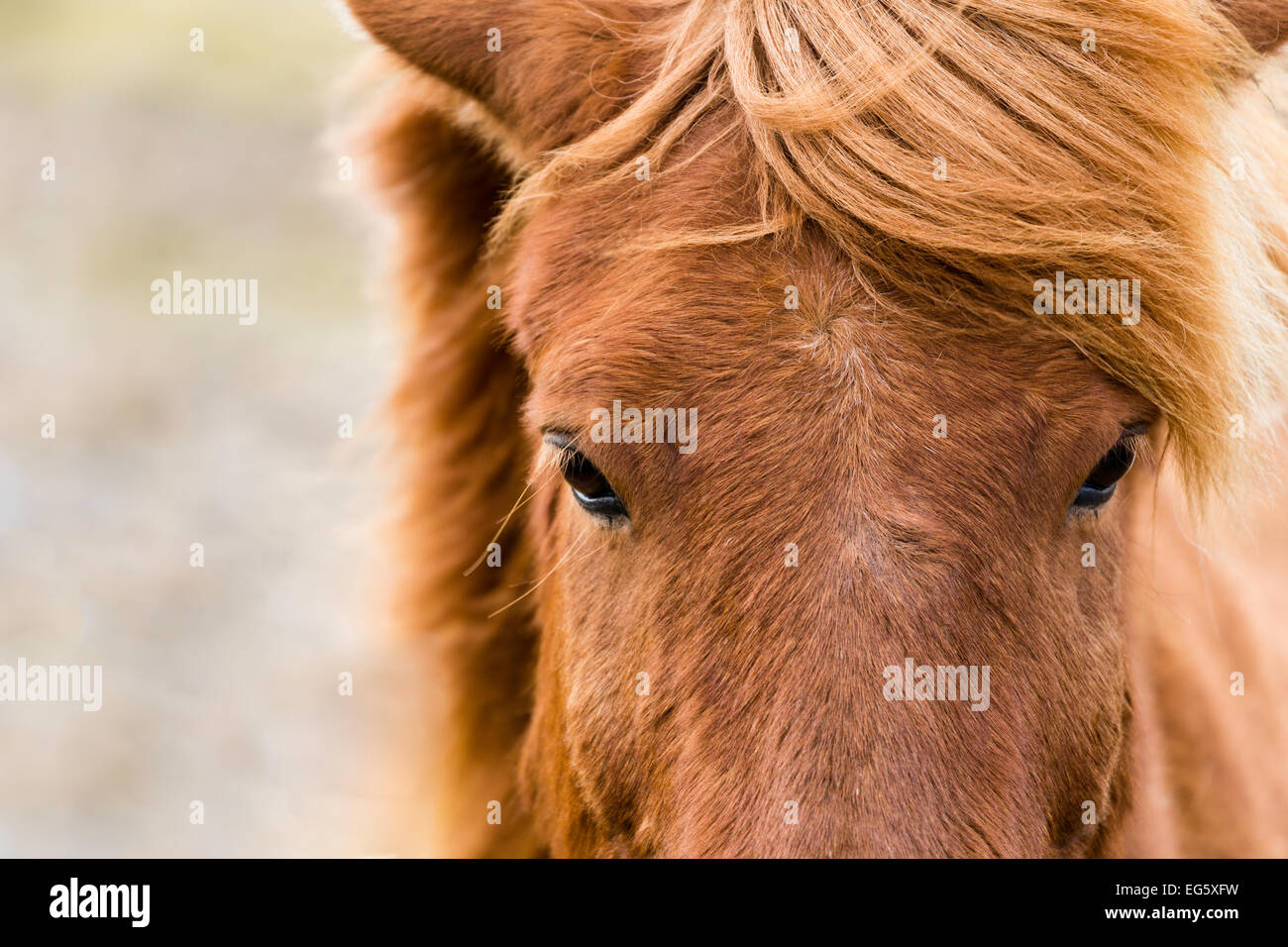 Islandpferd Stockfoto