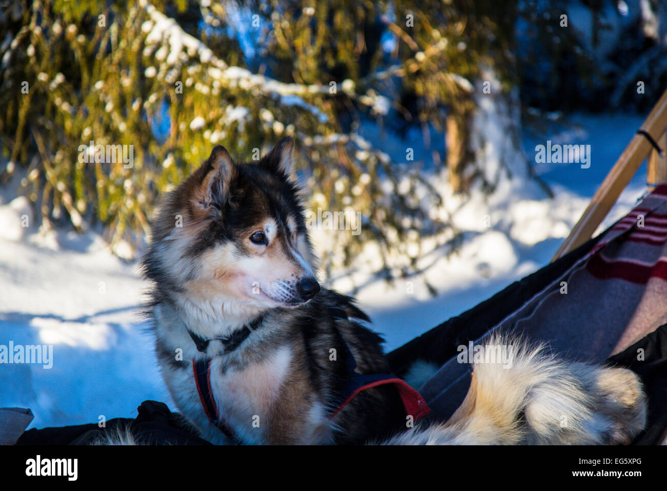 Husky sitzen in einem Schlitten in Finnland Stockfoto