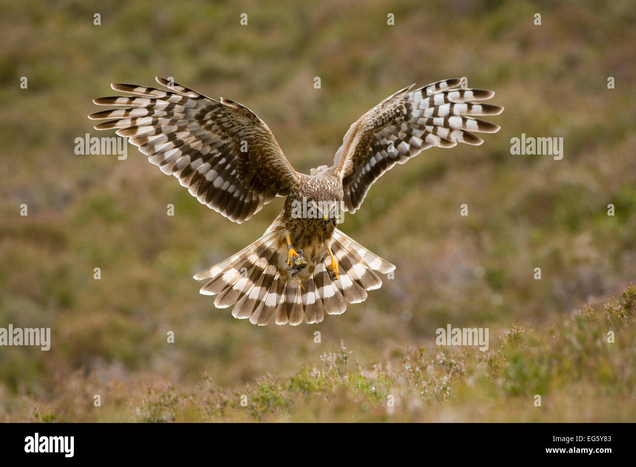 Kornweihe (Circus Cyaneus) weiblich schwebt über Moor, Glen Tanar Estate, Deeside, Schottland, UK, Juni Stockfoto