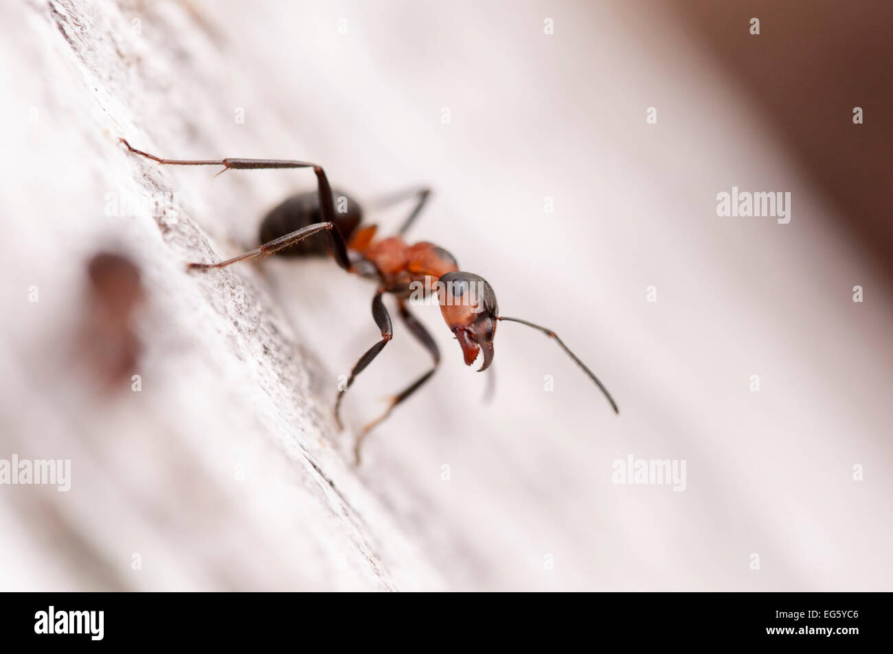 Waldameise (Formica Rufa) Arne RSPB Reserve, Dorset, England, UK, Juli. 2020VISION-Buch-Platte. Stockfoto