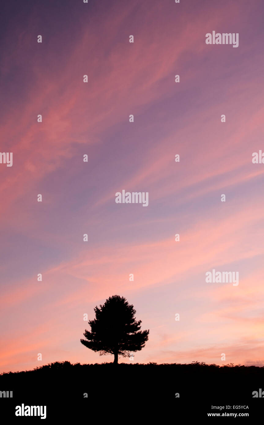 Baum Silhoueted am Horizont bei Sonnenuntergang, Arne RSPB Reserve, Dorset, England, UK, Juli Stockfoto