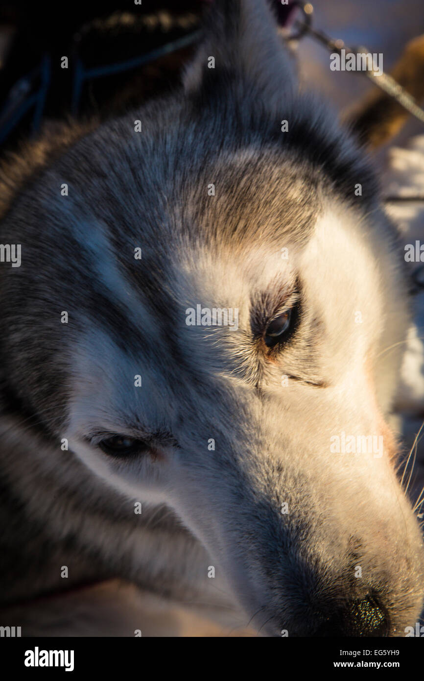 Husky in Finnland Stockfoto