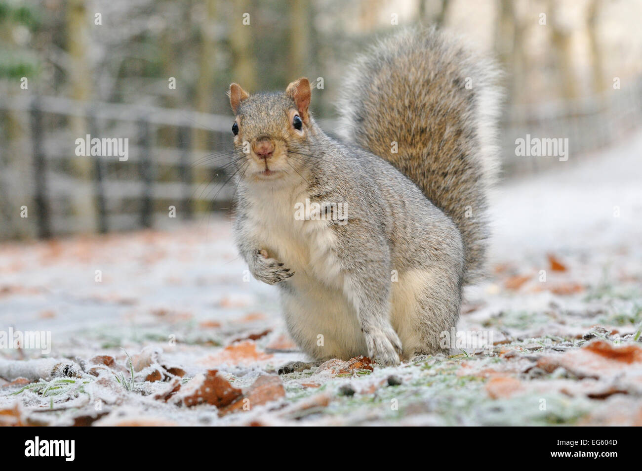 Graue Eichhörnchen (Sciurus carolinensis) im städtischen Park im Winter. Glasgow, Schottland, Dezember. Wussten Sie schon? Wissenschaftler glauben, dass einige der einheimischen Eichhörnchen in Großbritannien gewinnen Immunität gegen die Pocken durch graue Eichhörnchen eingeführt. Stockfoto