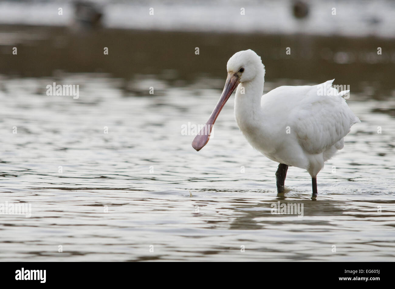 Weiße Löffler (Platalea Leucorodia) Fütterung mit Wasser tropft aus seiner Rechnung, Brownsea Island, Dorset, England, UK, Januar Stockfoto