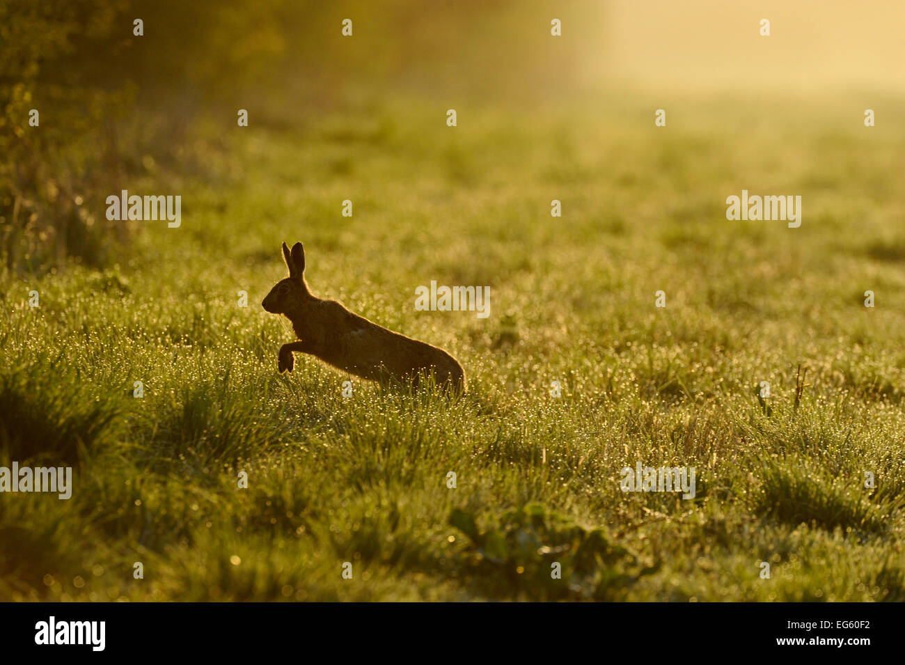 Europäische hare (Lepus europaeus) läuft über Spiel Abdeckung an der Kante der große Ackerflächen Feld, Norfolk, England, UK, April. Wussten Sie schon? Obwohl die Umwerbung Verhalten von Boxen auf den Namen 'Mad März geführt hat Hasen', dieses Verhalten kann in der Tat weiterhin in August. Stockfoto