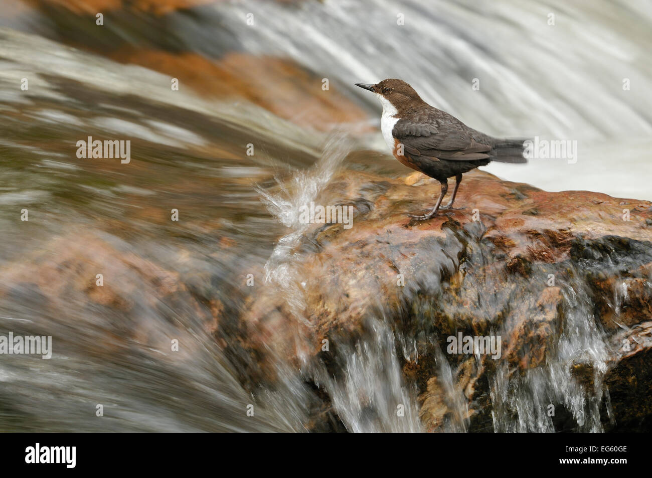 Wasseramseln (Cinclus Cinclus) auf Felsen im Stream. Perthshire, Schottland, Mai. Stockfoto