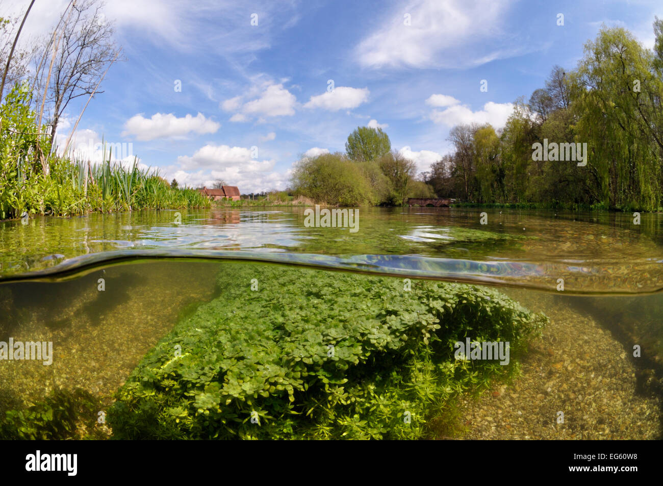 Auf 2 Ebenen mit Blick auf den Fluss Itchen, mit Wasserpflanzen: Blunt großfrüchtige Wasser - starwort (Callitriche obtusangula). Itchen Stoke Mühle ist sichtbar auf der linken Seite. Ovington, Hampshire, England, Mai. Stockfoto