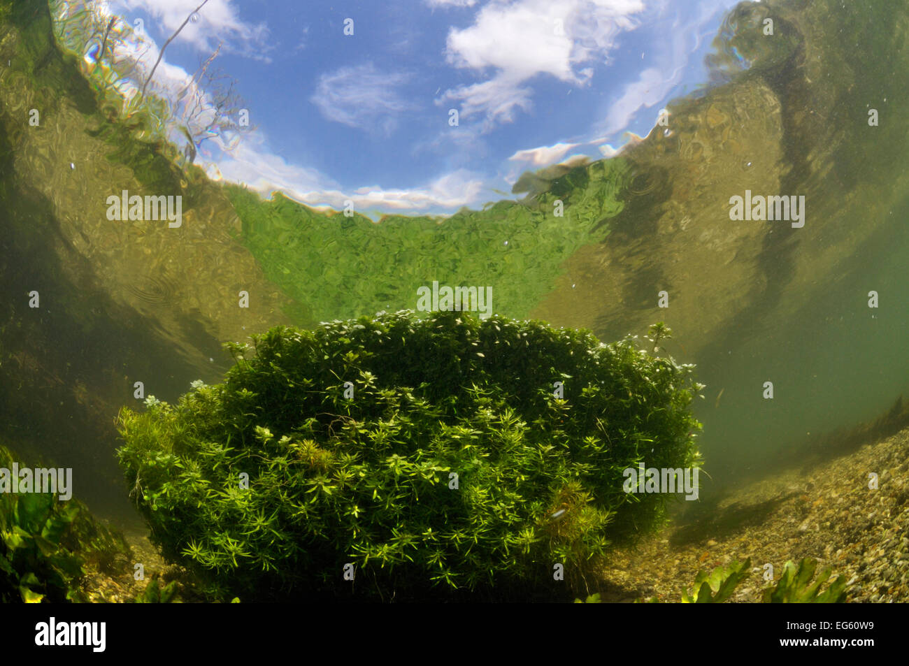 Fluss Itchen, mit Wasserpflanzen in der Oberfläche reflektiert. Stumpf - grossfrüchtige Wasser - starwort (Callitriche obtusangula). Ovington, Hampshire, England, Mai. Stockfoto