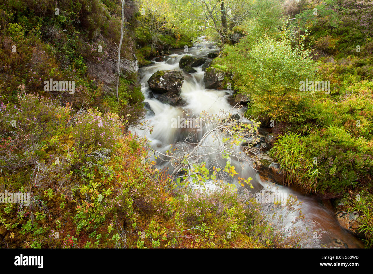 Stream läuft durch bewaldete Schlucht. Abernethy NNR, Cairngorms National Park, Schottland, UK, September 2011. Wussten Sie schon? Abernethy Forest ist der größte Überbleibsel der alten Kaledonischen Wald in Schottland. Stockfoto