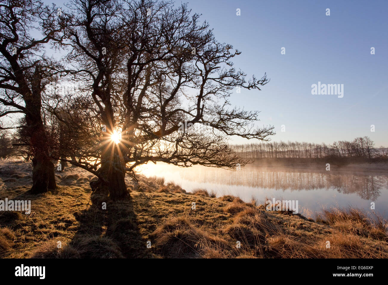 River Spey im Frühling, Sonne hinter Trres, Cairngorms National Park, Schottland, März 2012. Stockfoto