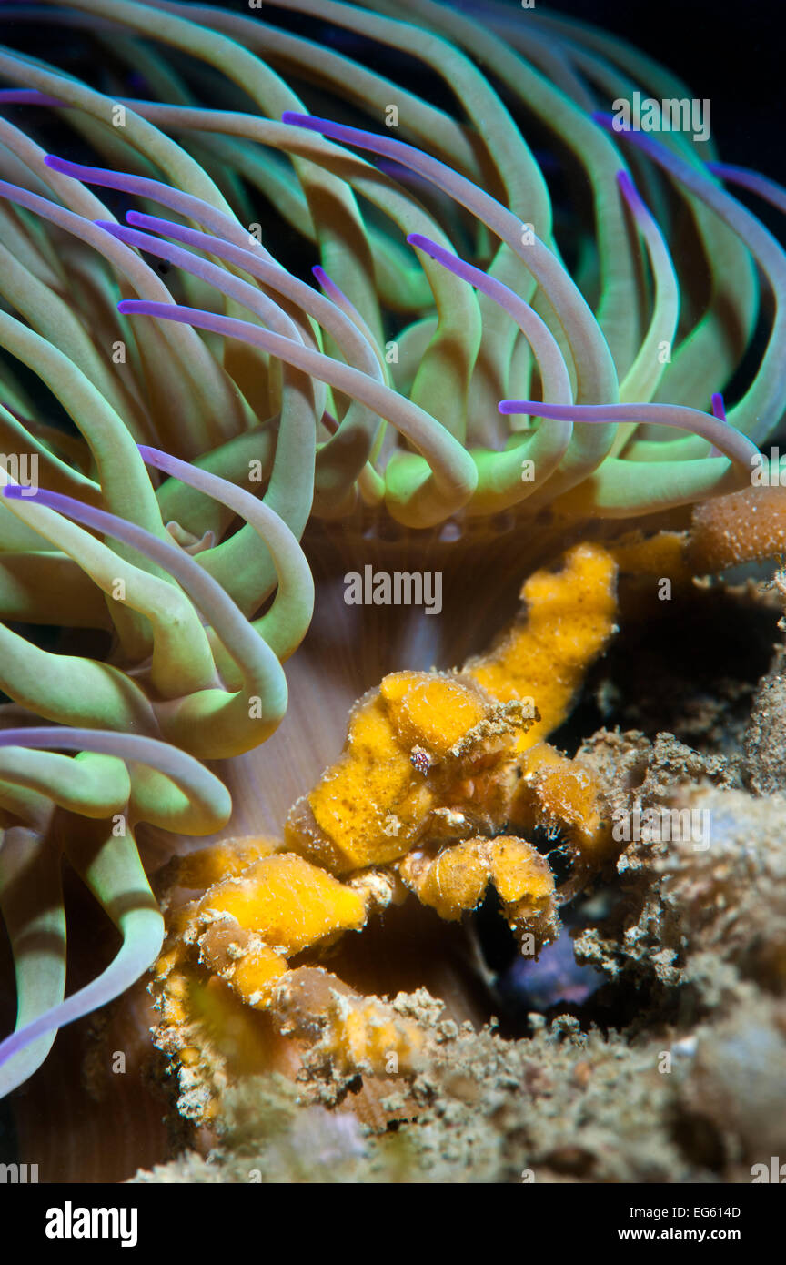 Leach Seespinne (Inachos Phalangium) bergende aus dem aktuellen unter Tentakeln Snakelocks Anemone (Anemonia Viridis) Stockfoto