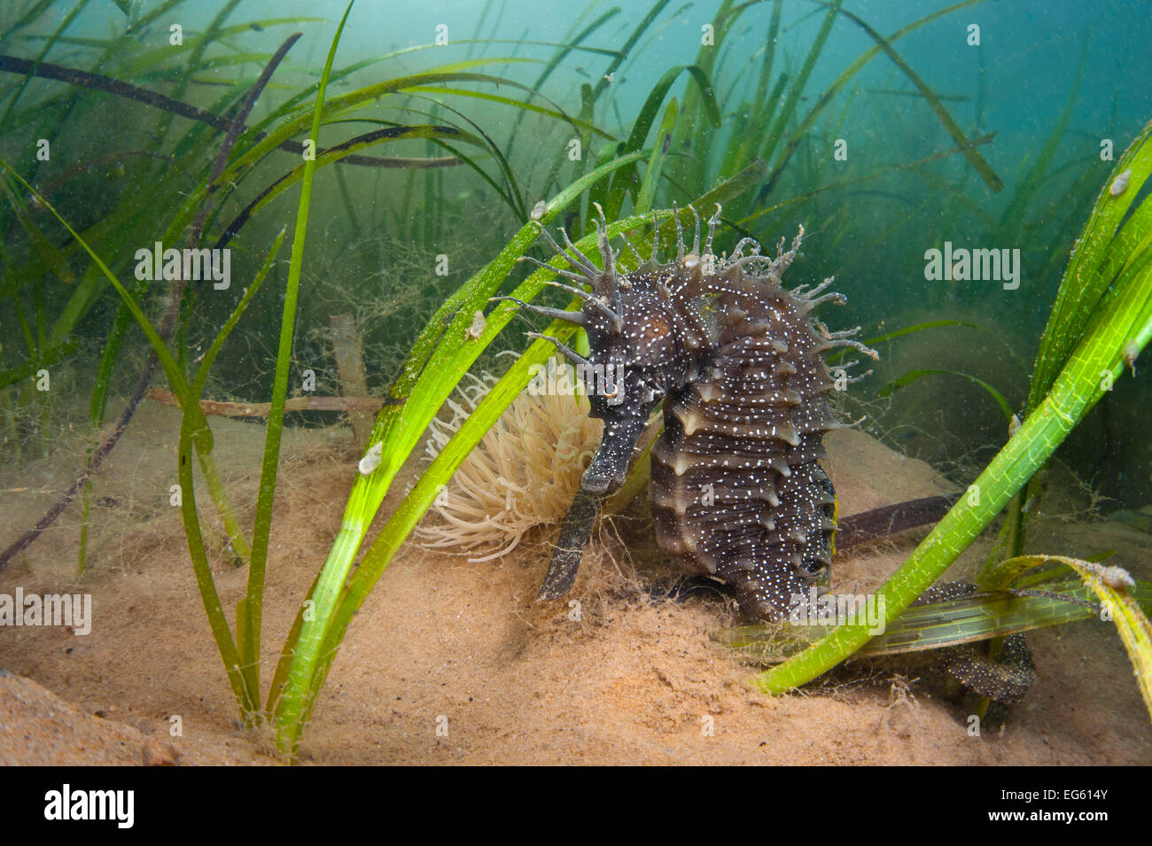 Gelb / dornige Seepferdchen (Hippocampus Guttulatus) weibliche bergende ...