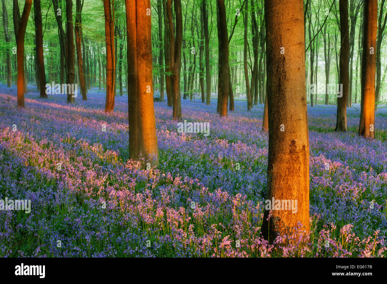 Teppich aus Glockenblumen (Endymion Nonscriptus) in Buche (Fagus Sylvatica) Wald in der Dämmerung, Micheldever Woods, Hampshire, England, U Stockfoto
