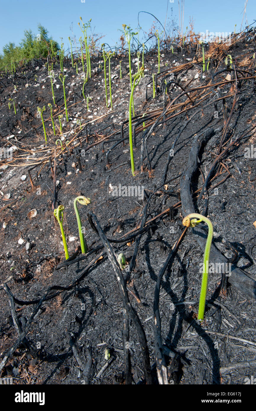 Vor kurzem verbrannten Heide, zeigt Neubildung Adlerfarn (Pteridium Aquilinum), Cäsars Lager, Fleet, Hampshire, England, UK, Mai. Stockfoto