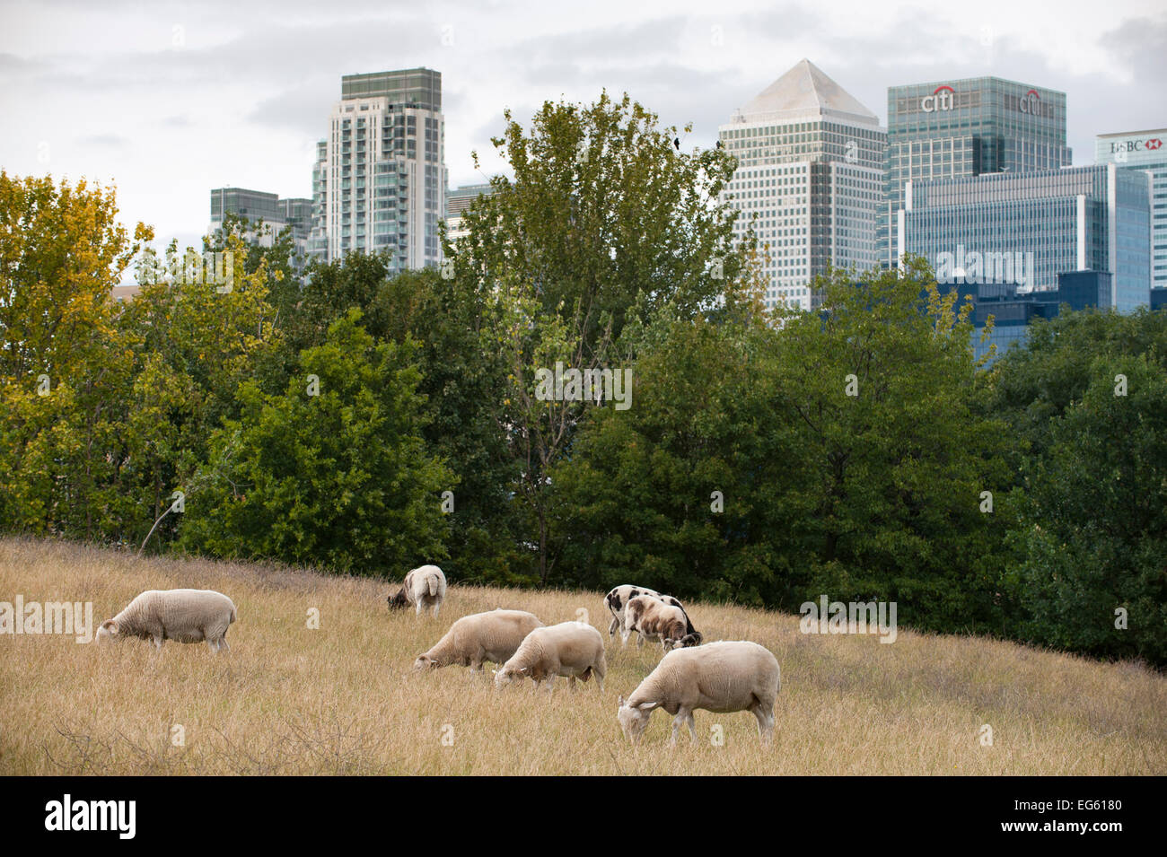 Inländische Schafe (Ovis aries) Beweidung auf die städtischen Weide, Mudchute Farm, Isle of Dogs, London, England, UK, August. Wussten Sie schon? Die domestizierung von Schafen ist es äußerst wichtig, den Menschen mehr als eine Milliarde teilen sich jetzt den Planeten mit uns! Stockfoto