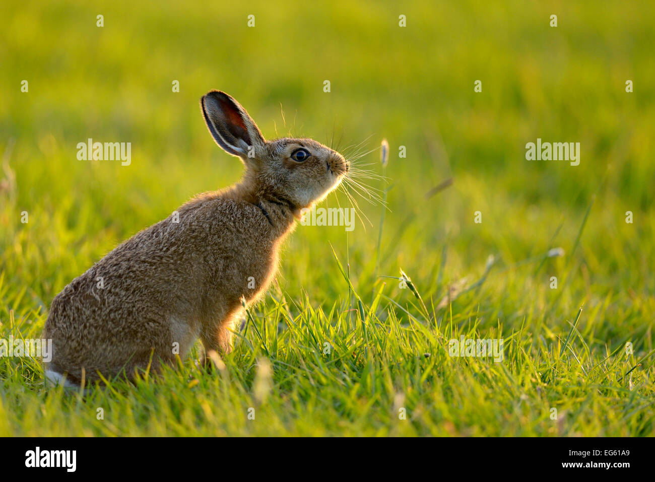 Europäische Hare (Lepus europaeus) leveret in das Feld ein. England, Wales, Juni. Wussten Sie schon? Im Gegensatz zu Baby Kaninchen, Hase leverets sind mit offenen Augen und mit Fell geboren. Stockfoto