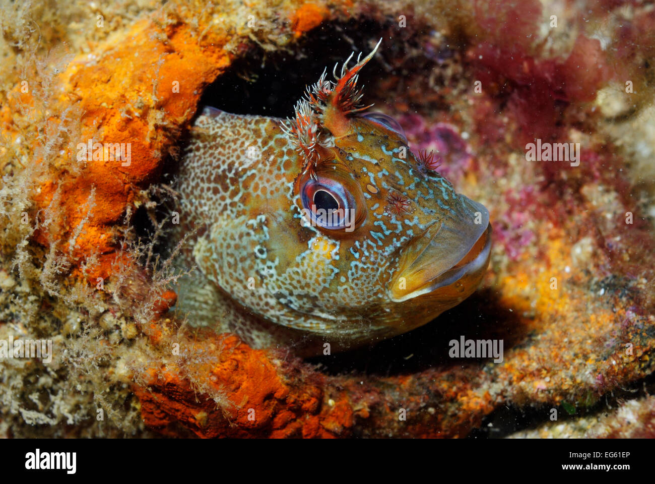 Tompot Blenny (Parablennius Gattorugine), Swanage, Dorset, England, UK, Mai Stockfoto