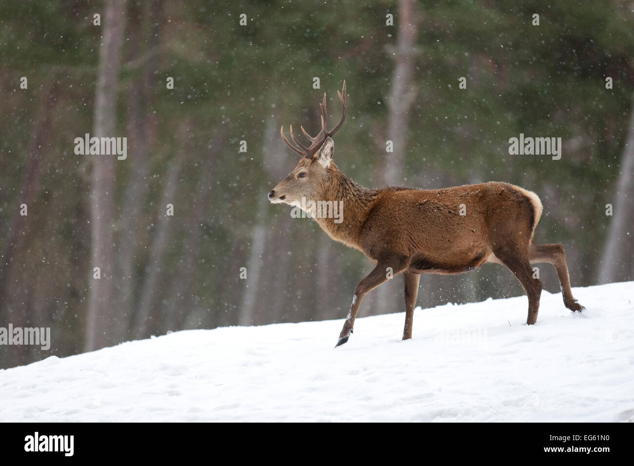 Rothirsch (Cervus Elaphus) Hirsch im Kiefer Wald im Winter, Cairngorms National Park, Schottland, Februar. Wussten Sie schon? Briti Stockfoto