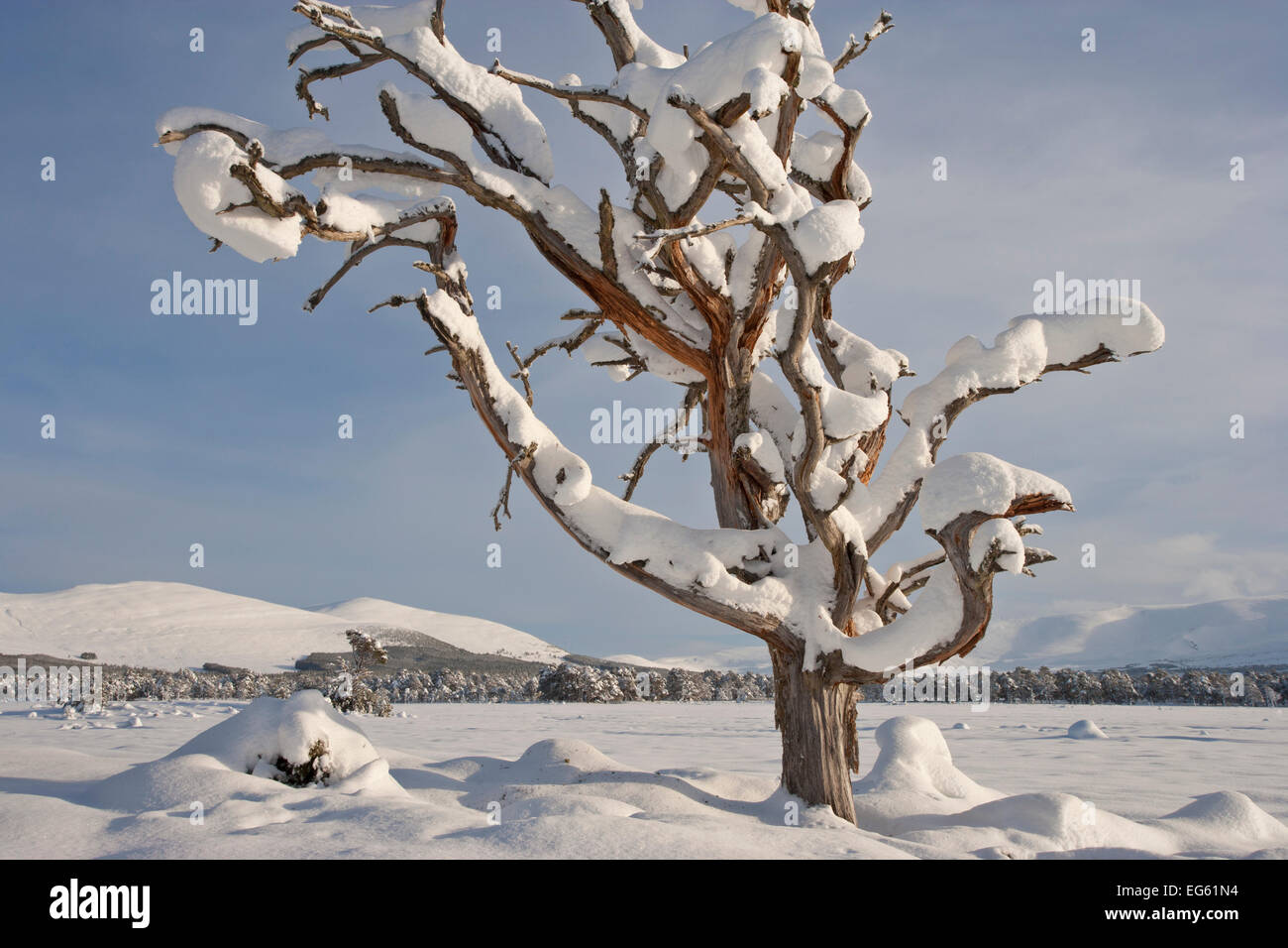 Toten Scot Kiefer (Pinus Sylvestris) beladen mit Schnee im Winter, Rothiemurchus Forest, Cairngorms NP, Highland, Schottland, UK, Stockfoto