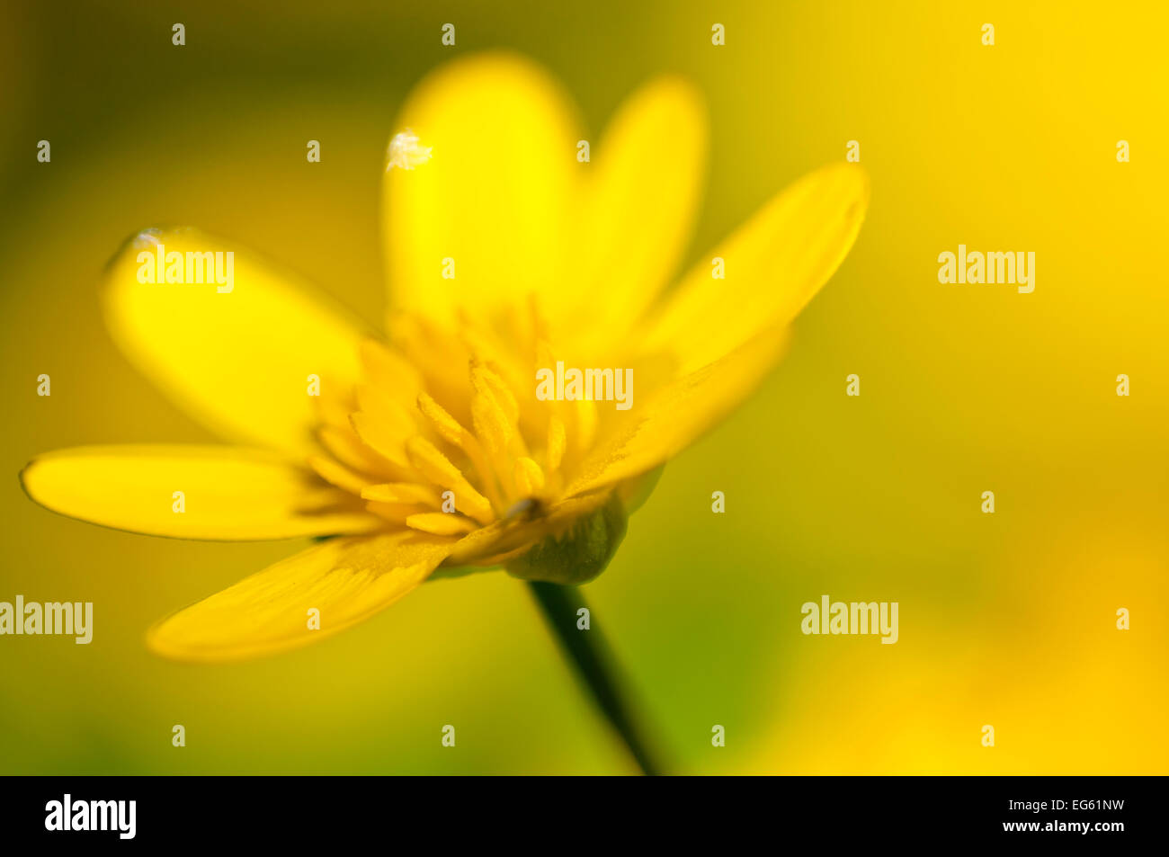 Scharbockskraut (Ranunculus ficaria) in Blüte, Cornwall, England, UK, März. Wussten Sie schon? William Wordsworth schrieb drei Gedichte über Weniger celandines. Stockfoto