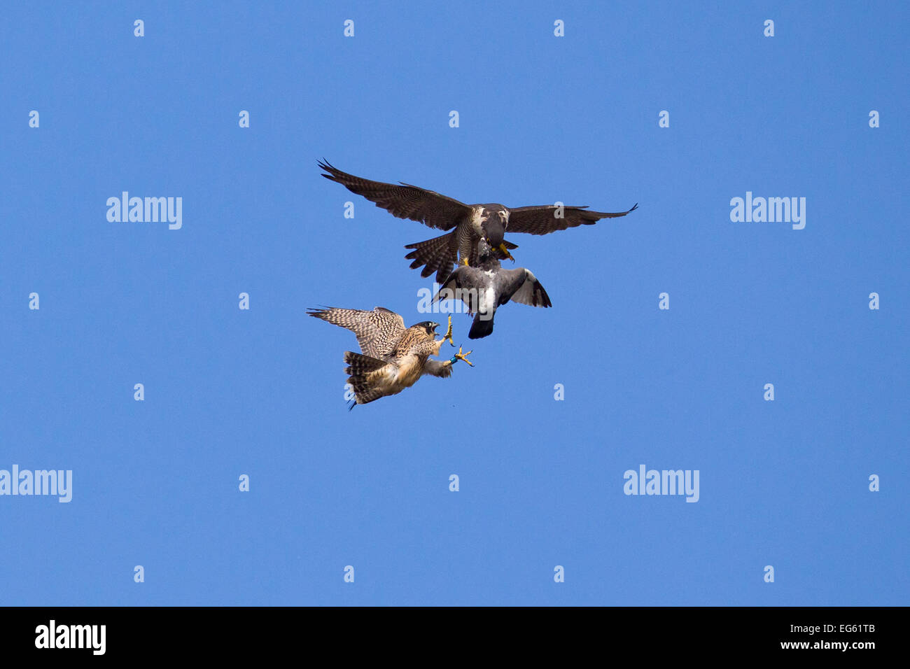 Erwachsene männliche WANDERFALKE (FALCO PEREGRINUS) Essen, eine Wilde Taube (Columba livia) seiner Nachkommen, Bristol, England, UK, Juni. Stockfoto