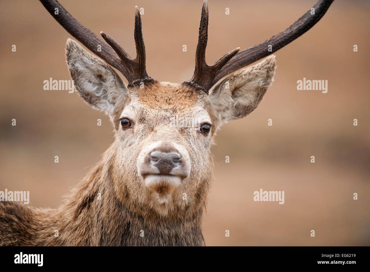 Porträt der Rothirsch (Cervus Elaphus) Hirsch, Lochaber, West Highlands, Schottland, Februar Stockfoto